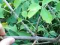 Wild Edibles: Elderberries - Part 2
