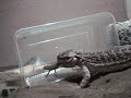 Tarus die Argame Teil 4 (Bartargame vs Geko) www.dflat.de.ki
