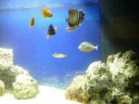 210 saltwater aquarium feeding time 210 saltwater aquarium feeding time