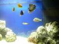 210 saltwater aquarium feeding time