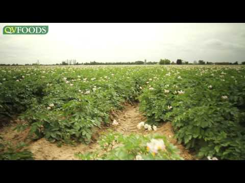 how to grow idaho potatoes