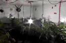 Ultimate Grow DVD Cannabis Cup Coverage Part III