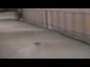 Trigger Happy ELME 09-11-2008 Video_11.avi