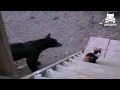 Кто тут хозяин?