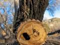 clip video Screaming Trees Disappearing