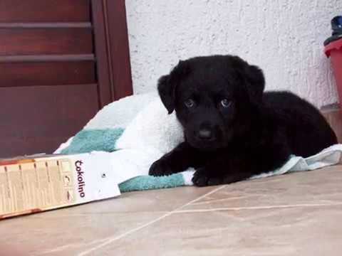 Black Labrador “Sony” Life as a Dog