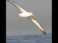 albatross albatross