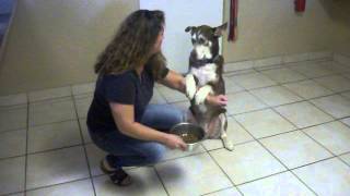 Dog Prays Before Eating Meals