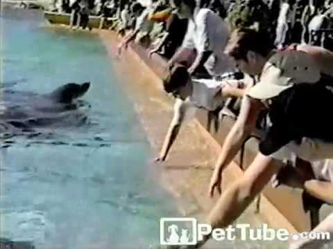 pettube - Apparently this dolphin thought the boy needed a shower!
