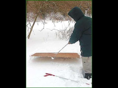 YouTube reptile video