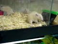 hamster sharing food
