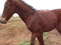 rancho la mesa potranca cuartfrison