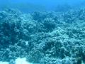 Nemos in Shaab Marsa Alam