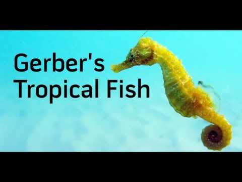 how to care seahorse