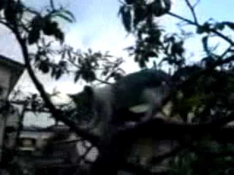 Mr. Jack Sheppard esploring the jungle