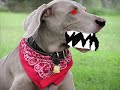 evil dog