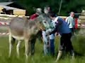 Burros en Burgui