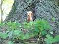 Alcohol Powered Paintball Gun