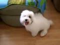 Coton
