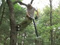 Backwoods Pogo Session