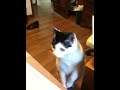 Trout reacts