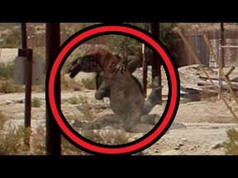 komodo dragon