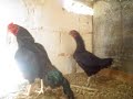Aseel Rajha Murgh - LEMOS-BRAZIL