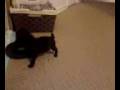 videos de 1203082014 runt boy.3g2