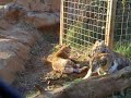 golden tabby tiger cubs playing