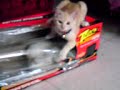 pelea en la caja