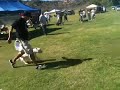 Dog show