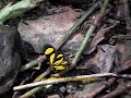 Tiger gem Butterfly Tiger gem Butterfly
