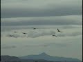 Sand Hill Cranes in Willcox, Arizona