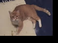 diabetic-neuropathy-in-the-cat.html