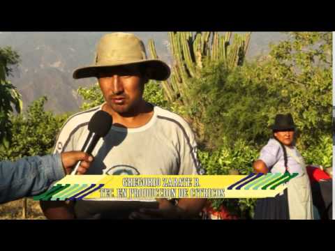 Producción de Cítricos en Villa Serrano (Chuquisaca, Bolivia)