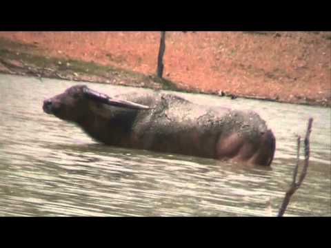 Water Buffalo Safari