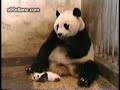 Estornudo de Oso Panda