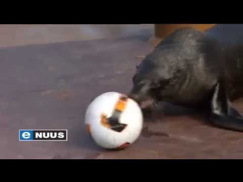 Pelsrobbe speel sokker / Seals play soccer Pelsrobbe speel sokker / Seals play soccer