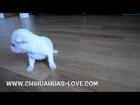 Click to View : Cachorro Chihuahua con 1 Mes de Vida
