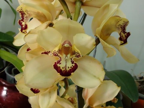 Imagem de Amostra do You Tube