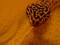 videos de Another Cute Geico the Leopard Gecko Moment