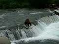 Bear catches a fish Bear catches a fish
