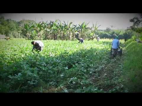 how to fertilize green beans