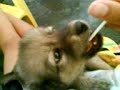 CACHORRO CHUPANDO PIRULITO