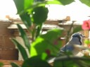 geais bleus sur mangeoire � l'automne (�les-de-la-madeleine, canada).
blue jays grabbing sunflower seeds on fall season (magdalen islands, canada).

musique de / music from c64 orchestra.
