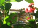 geais bleus sur mangeoire � l'automne (�les-de-la-madeleine, canada).
blue jays grabbing sunflower seeds on fall season (magdalen islands, canada).

musique de / music from c64 orchestra.