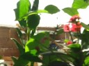 geais bleus sur mangeoire � l'automne (�les-de-la-madeleine, canada).
blue jays grabbing sunflower seeds on fall season (magdalen islands, canada).

musique de / music from c64 orchestra.