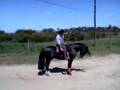 Crioulo esbarrando