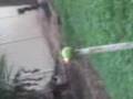 videos de sparkler bomb