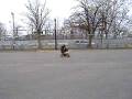 videos de poulot et momon en pocket bike.AVI